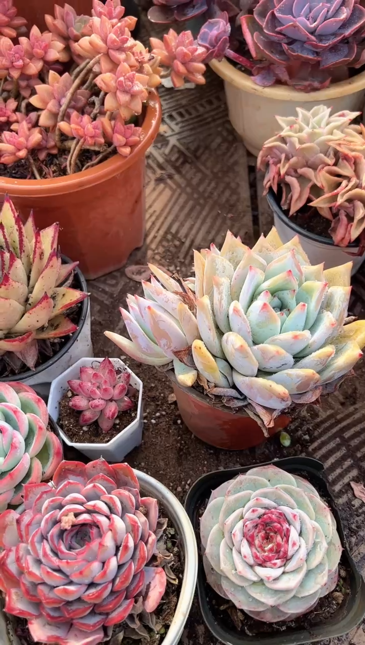 名*多肉植物一物一拍02374