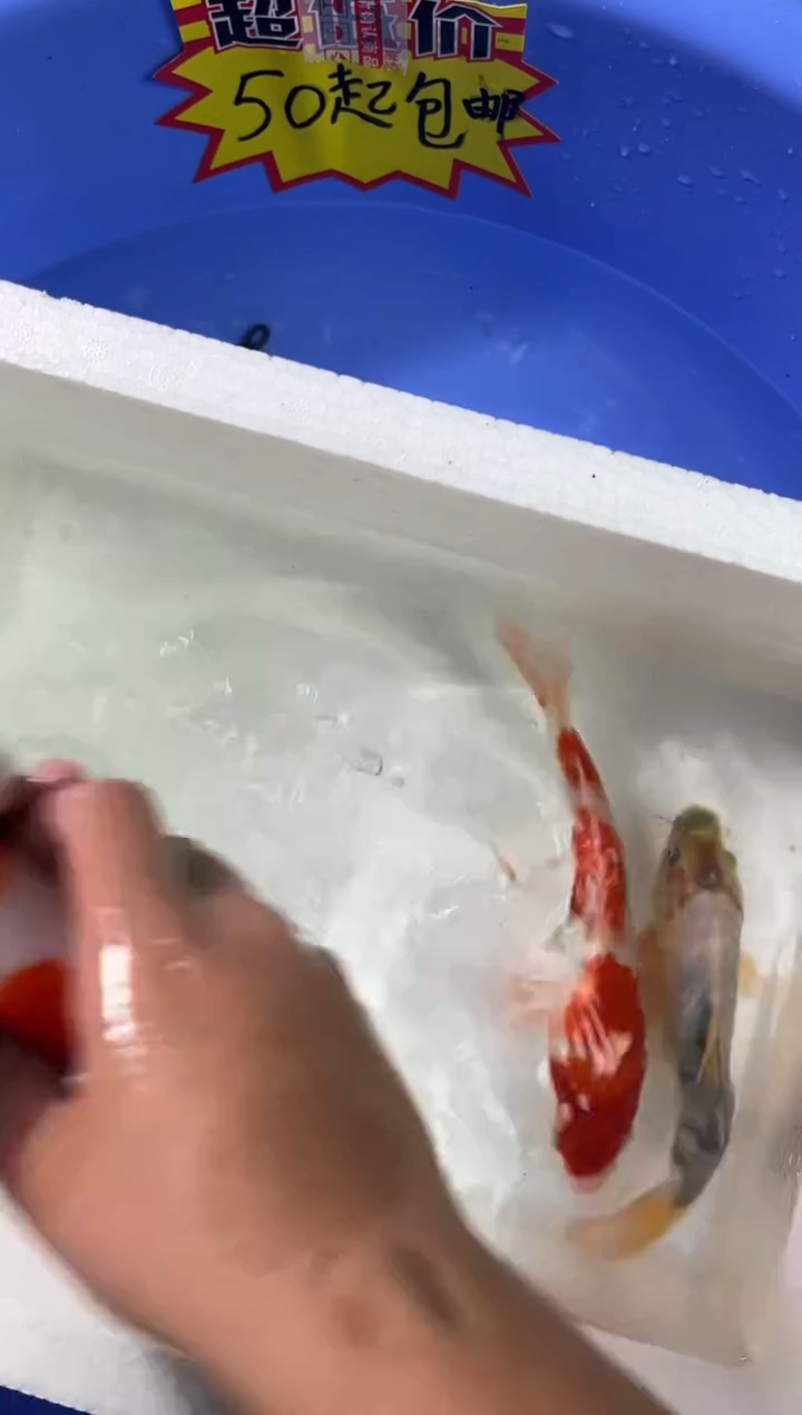 锦鲤活体二号链接