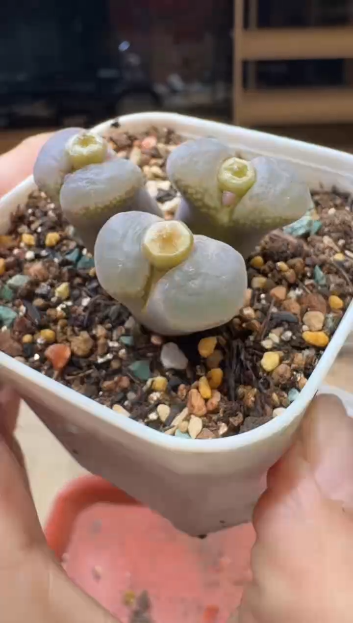 20-339多肉植物肉锥