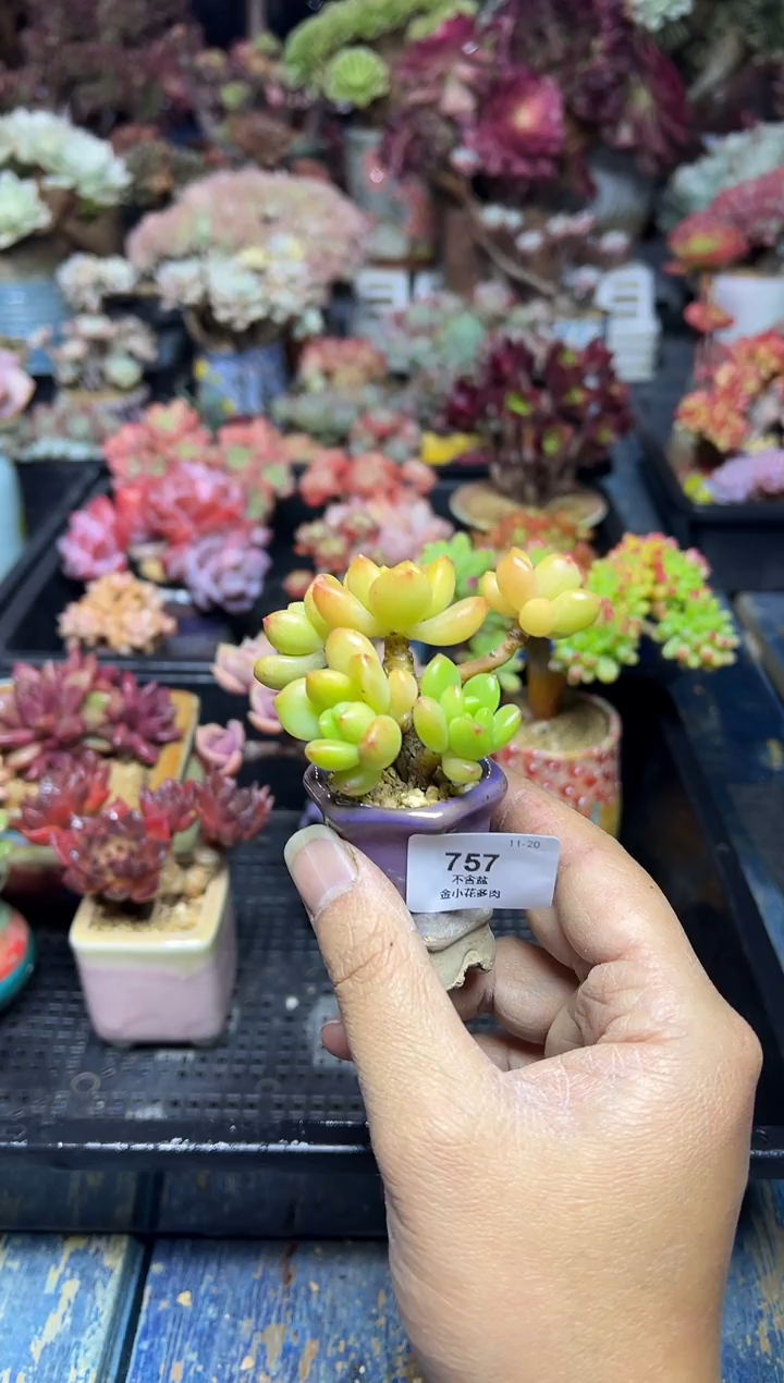 大****8751            花盆