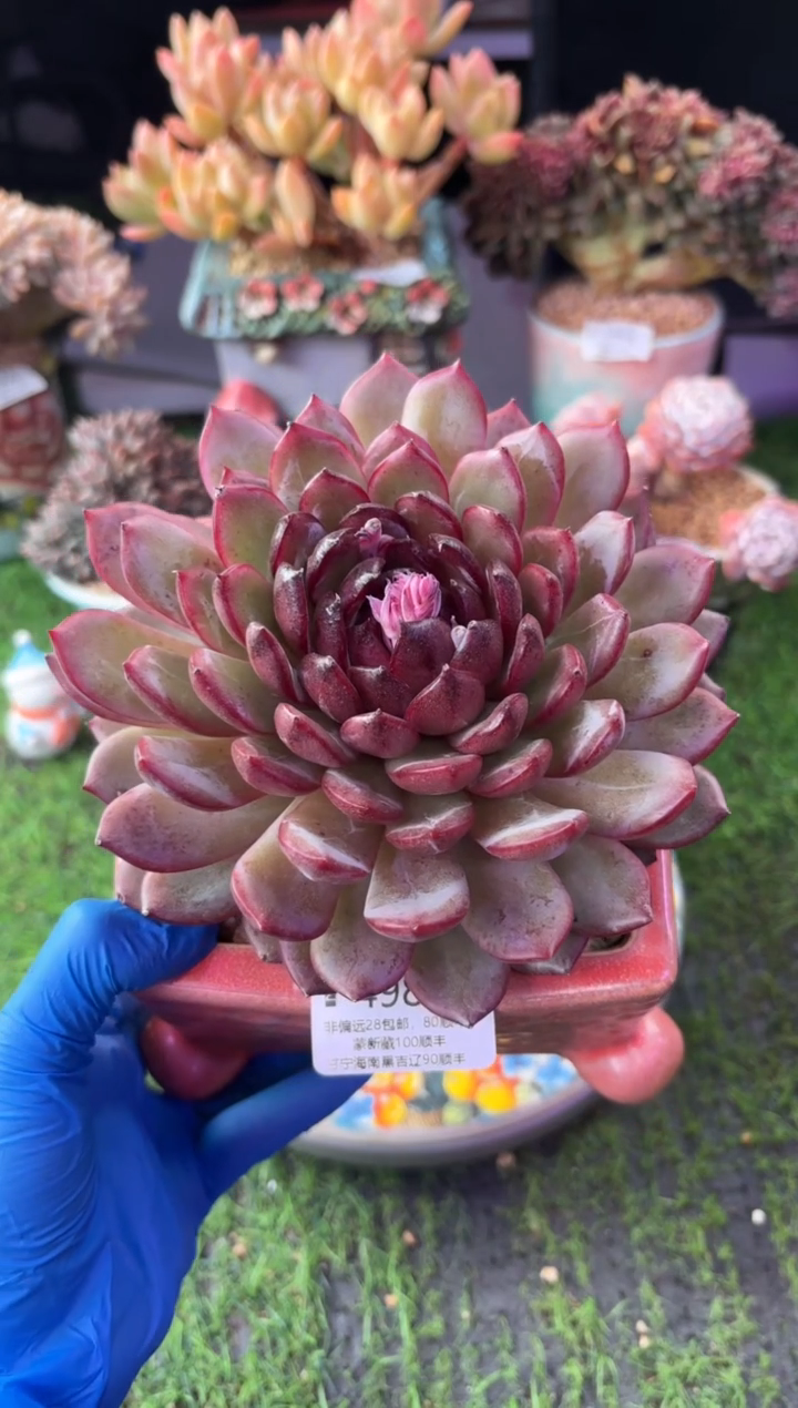 昆明印象多肉4981