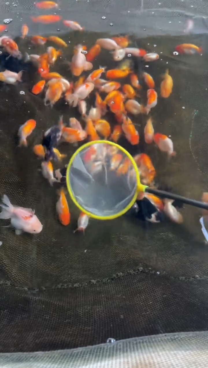 金鱼渔场直销 一物一拍