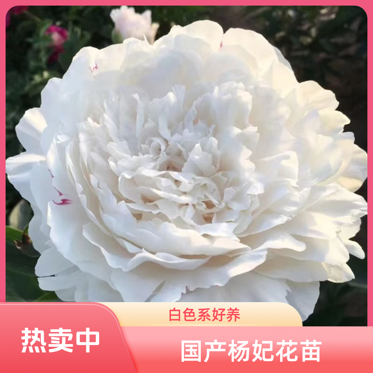 （国产）杨妃出浴花苗观赏重瓣白色系好养花苗花卉