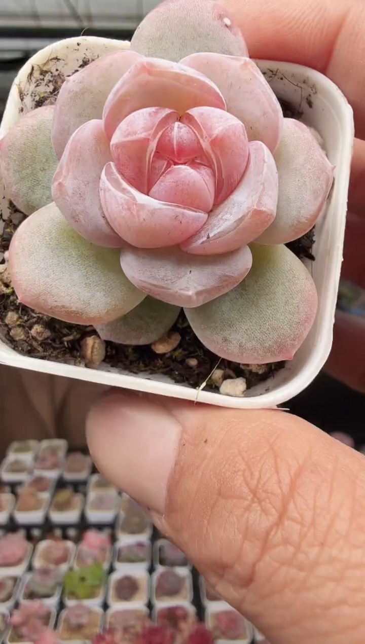 东云多肉园新款-114