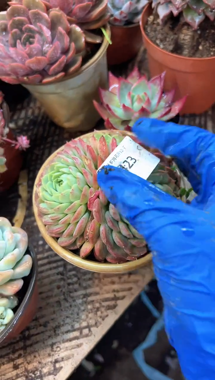 g****9多肉植物一物一拍07423