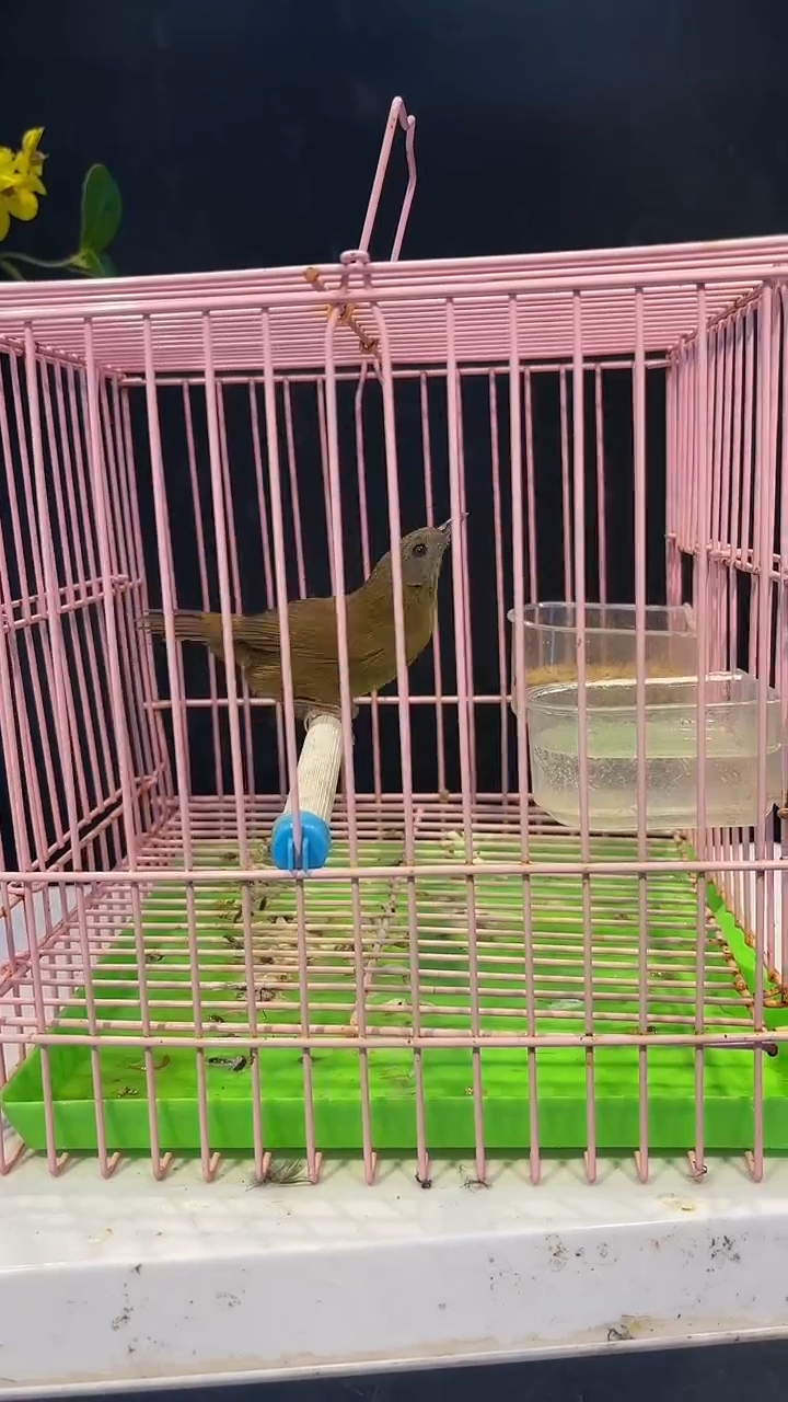 白腹精品养笼000