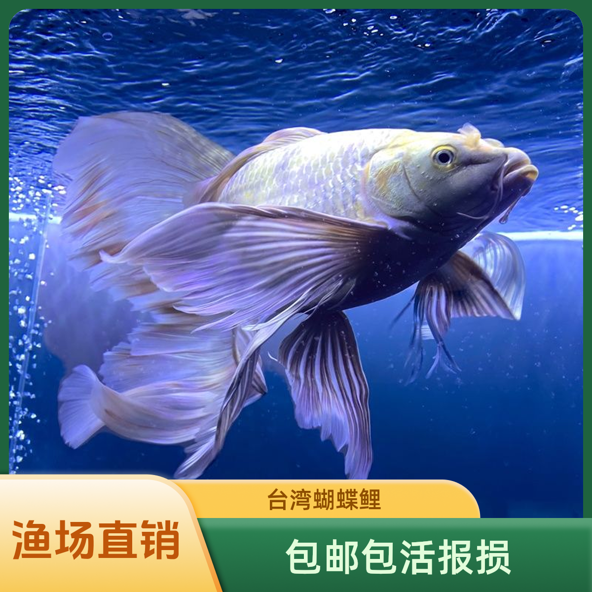 台湾蝴蝶鲤球体普身短身精品蝴蝶鲤大七鳍圆手鳍冷水观赏鱼蝴蝶鲤