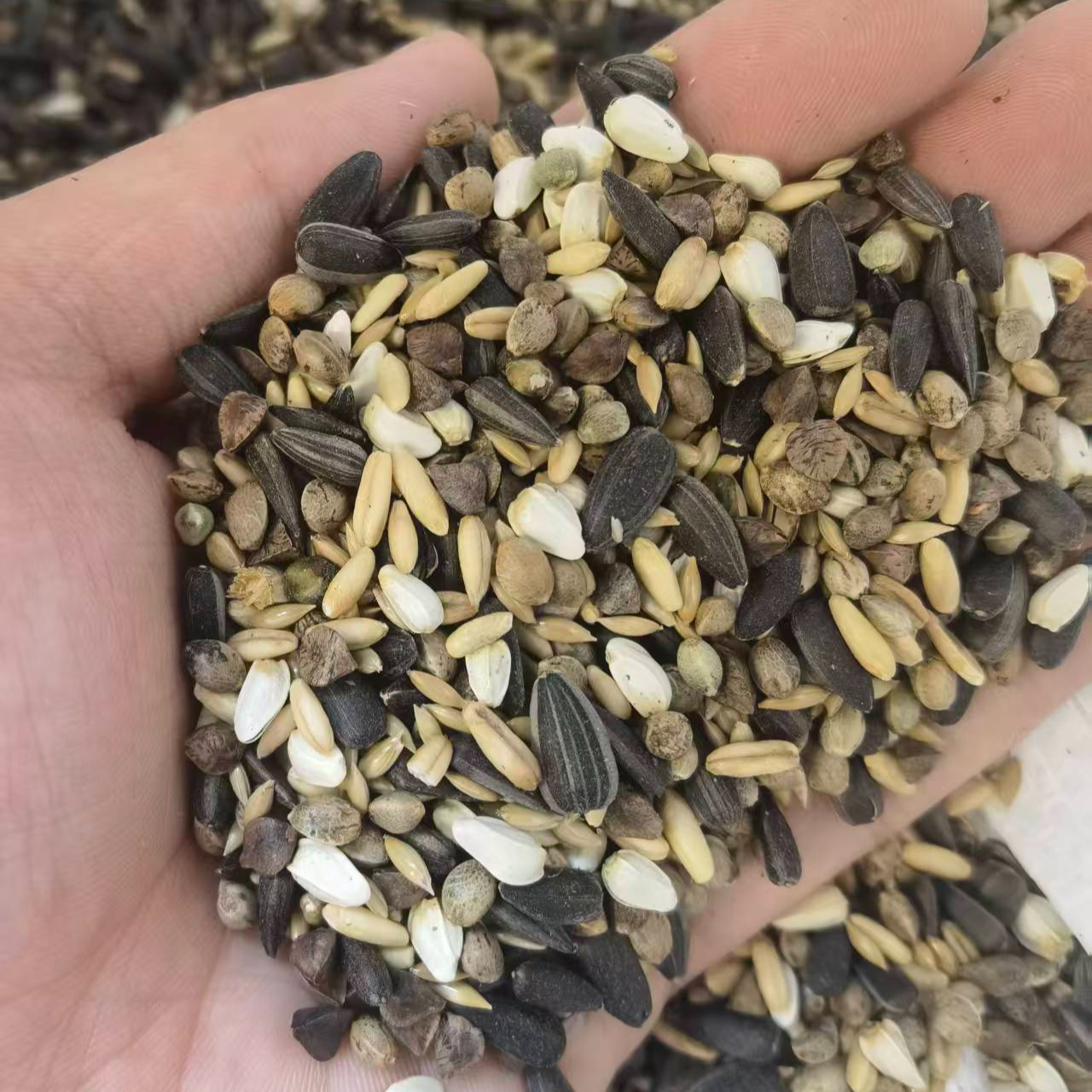 小太阳和尚专用五合一混合鹦鹉带壳种子粮