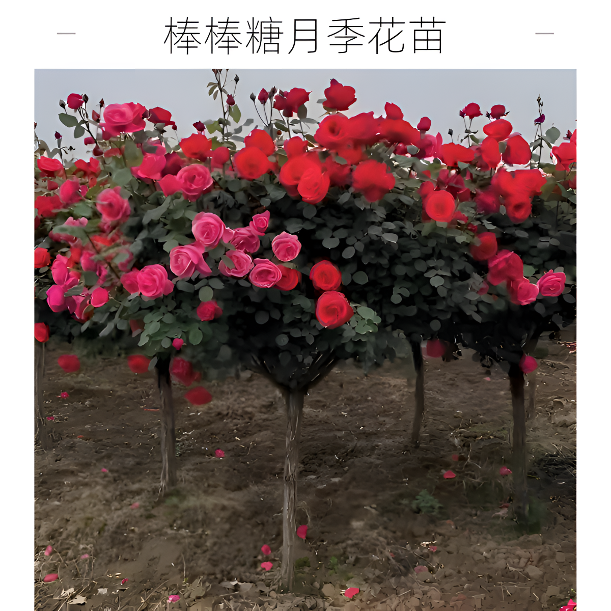 棒棒糖树桩月季花苗特大花朵花卉植物庭院四季开玫瑰带花树状月季
