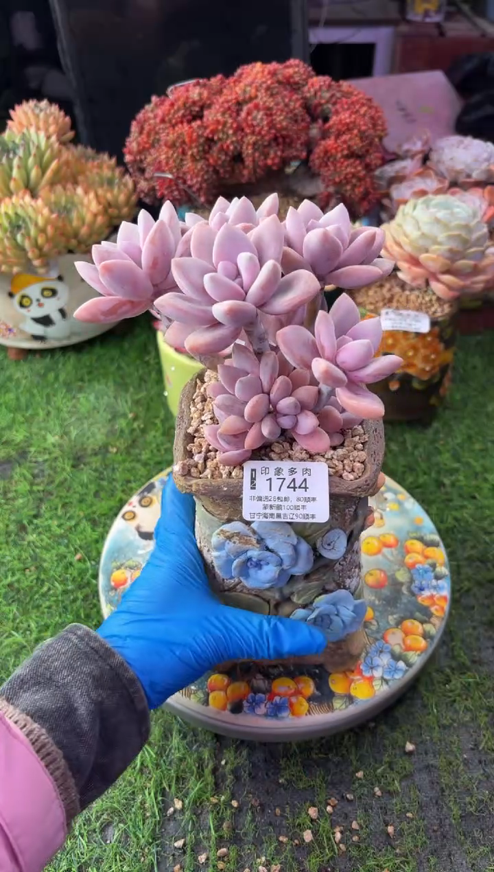 昆明印象多肉1744
