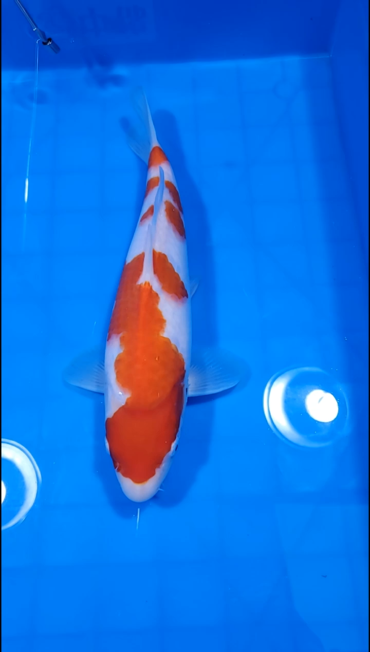 锦鲤【251228-03】 红白 30部 不详 独秀