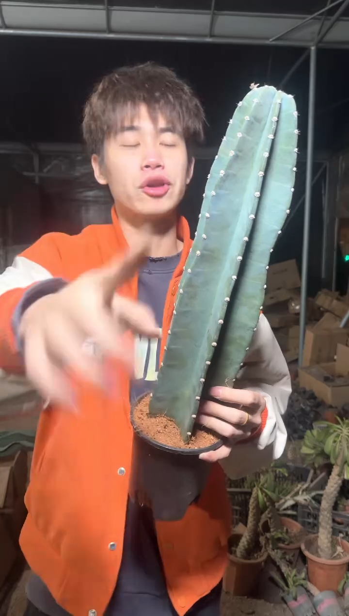 【带盆土】20cm+ 量天尺