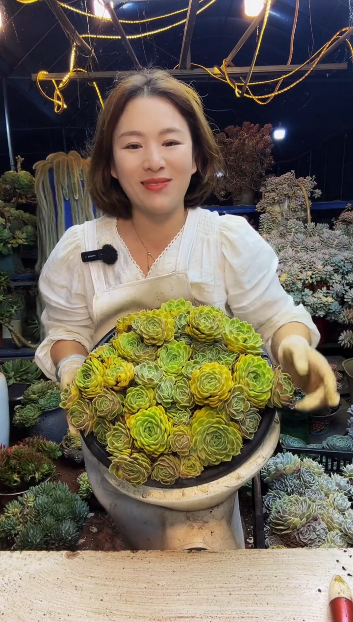 巨无霸昂斯诺脱土包邮