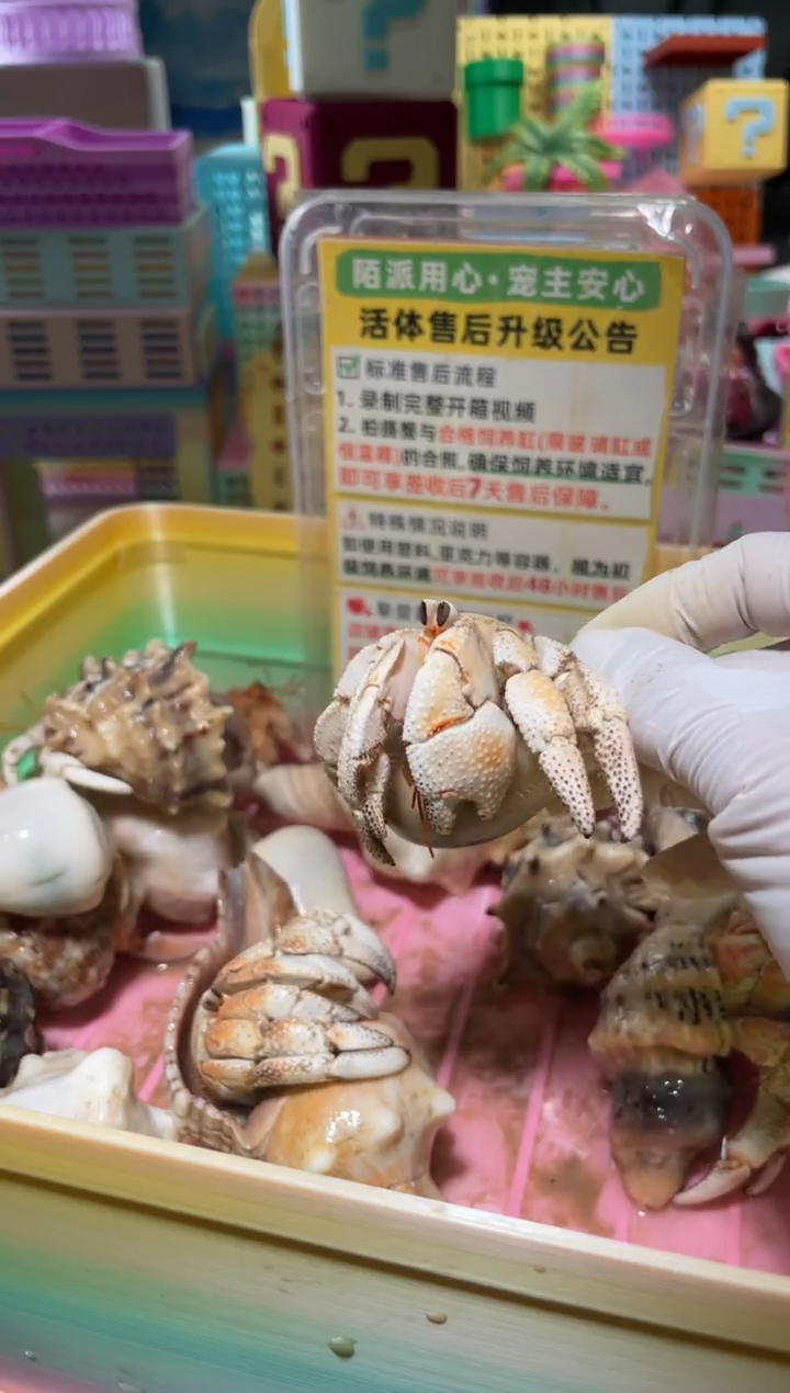 和**野陌派有钳寄居蟹4065