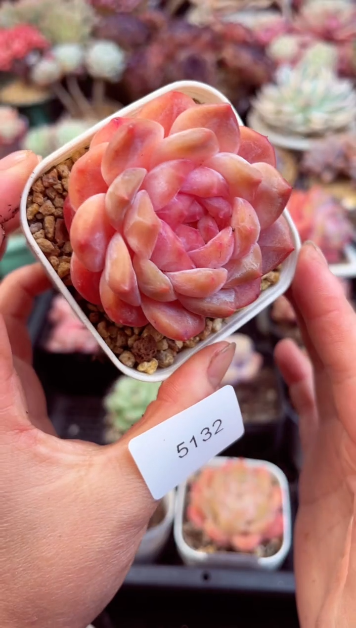 【闪购商品】5132单头冰魄多肉