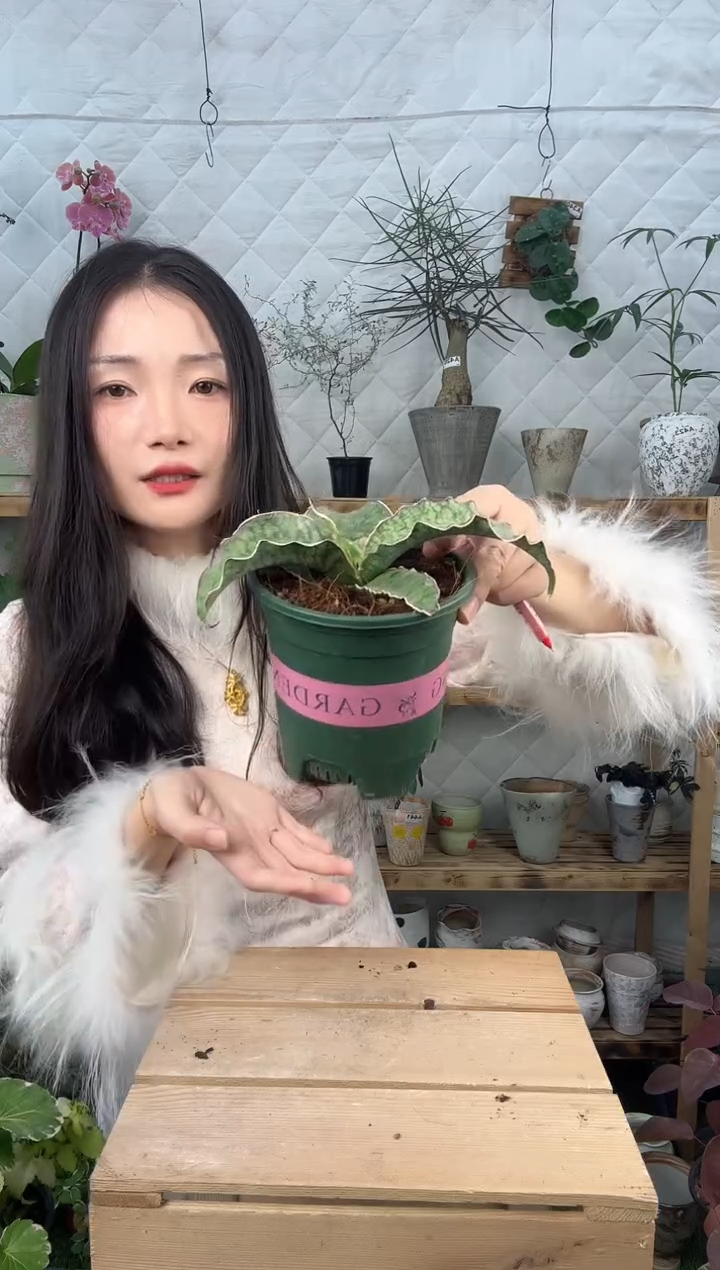 无花朵龙翼虎皮兰育苗盆