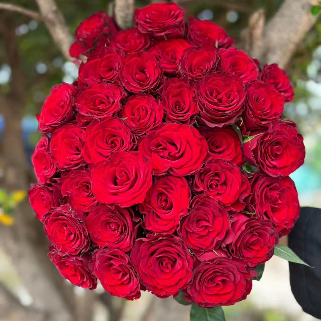 【高原红10支】任意两单升级顺丰 三单送配草家用鲜花云南基地首发