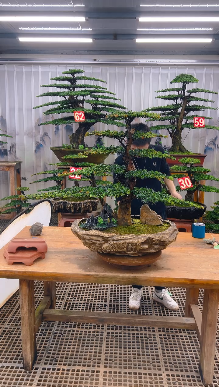 无花朵J****n精品盆景直播间一物一 拍