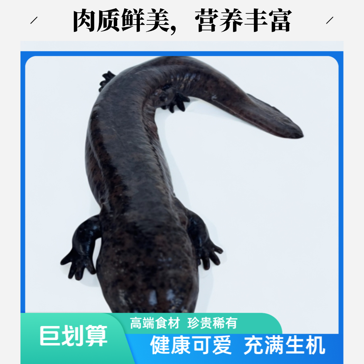 人工养殖鲜活鱼，一称一拍链接