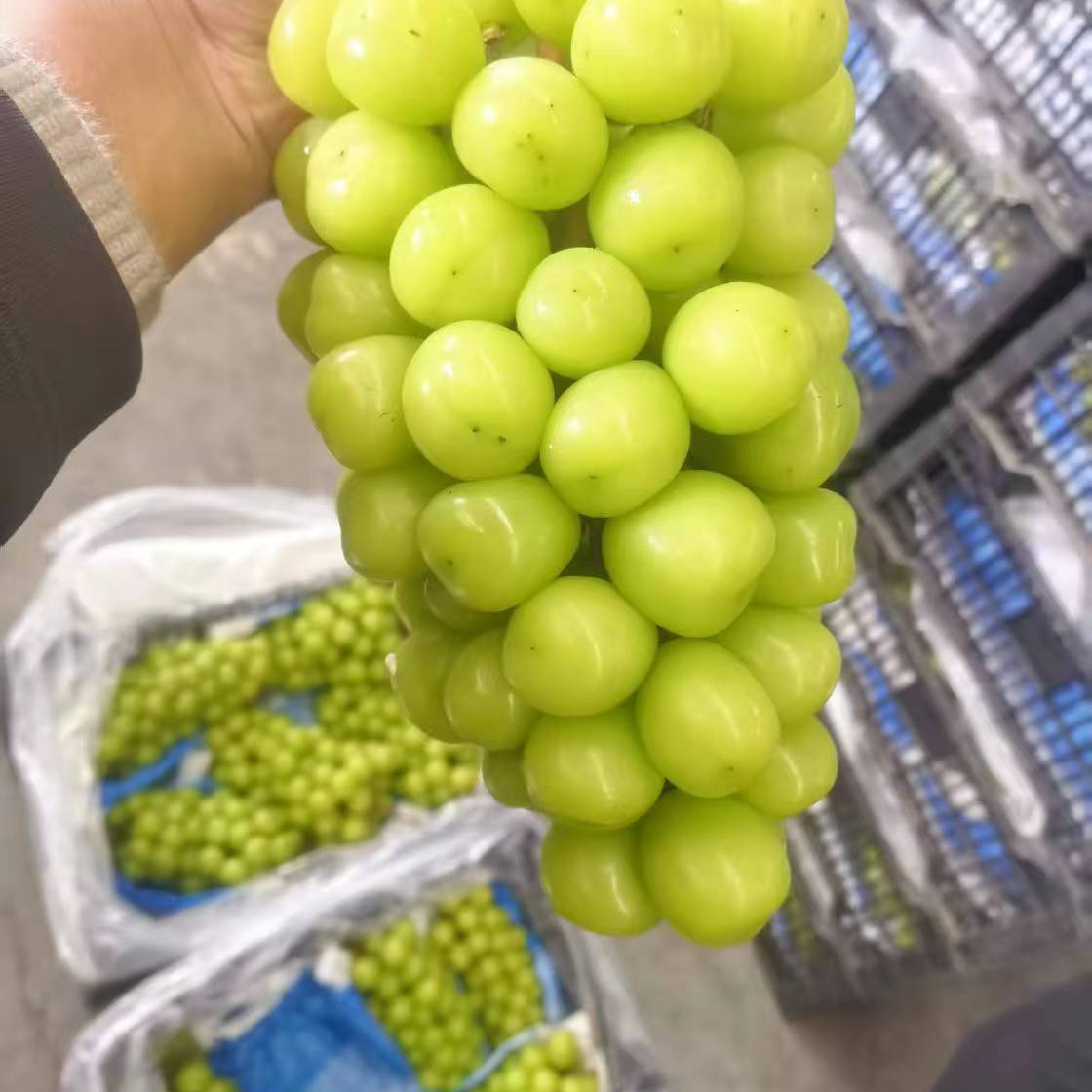 阳光玫瑰青提散装2斤半左右8.99