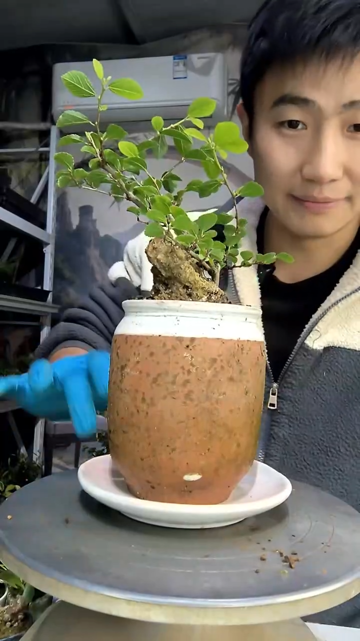 白***7中青园艺一物一拍花113