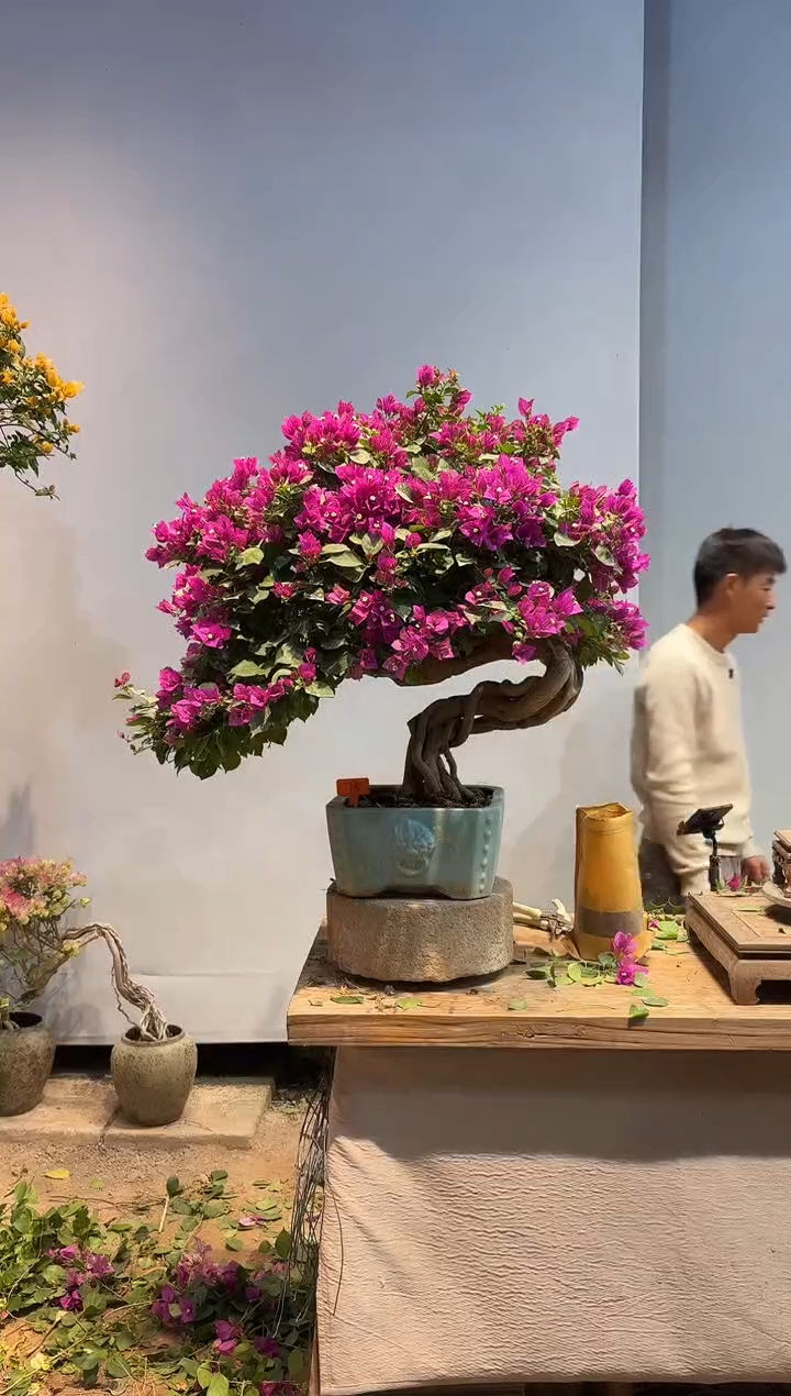 以实际为准三角梅73