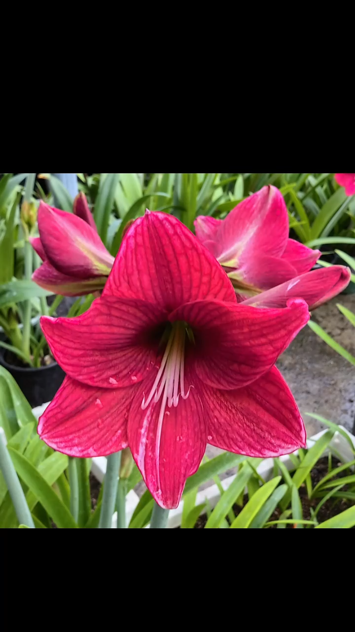 朱顶红黑龙4厘米3颗