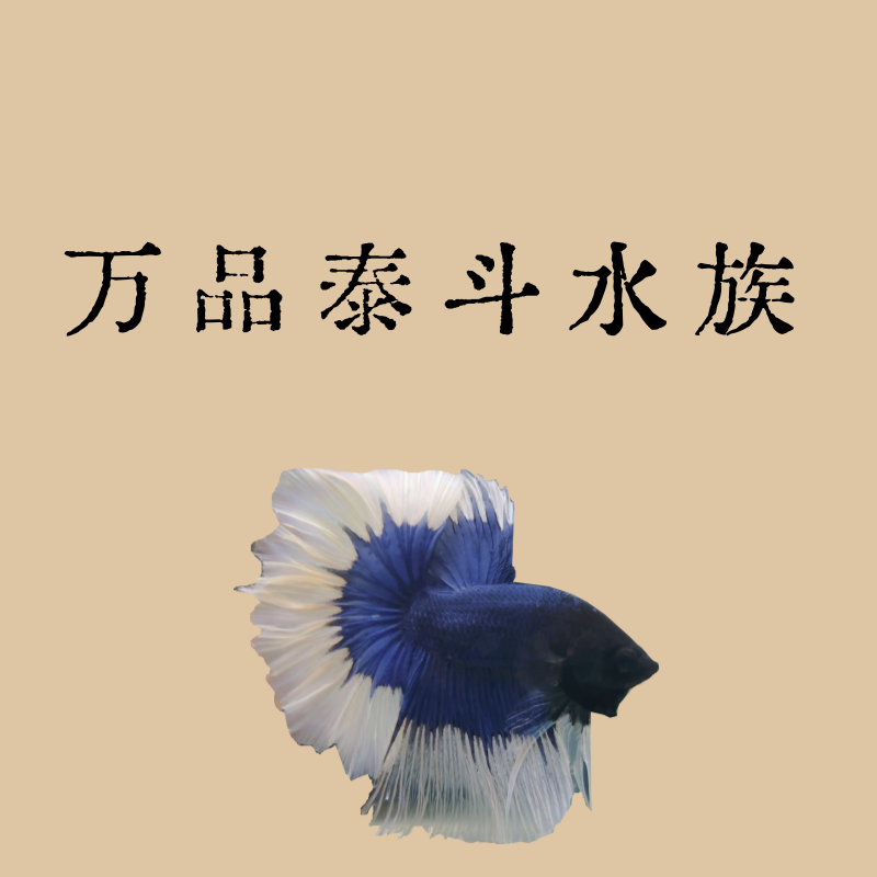 B14（313-336）泰国斗鱼精品鱼小型热带观赏鱼【直播间选鱼】