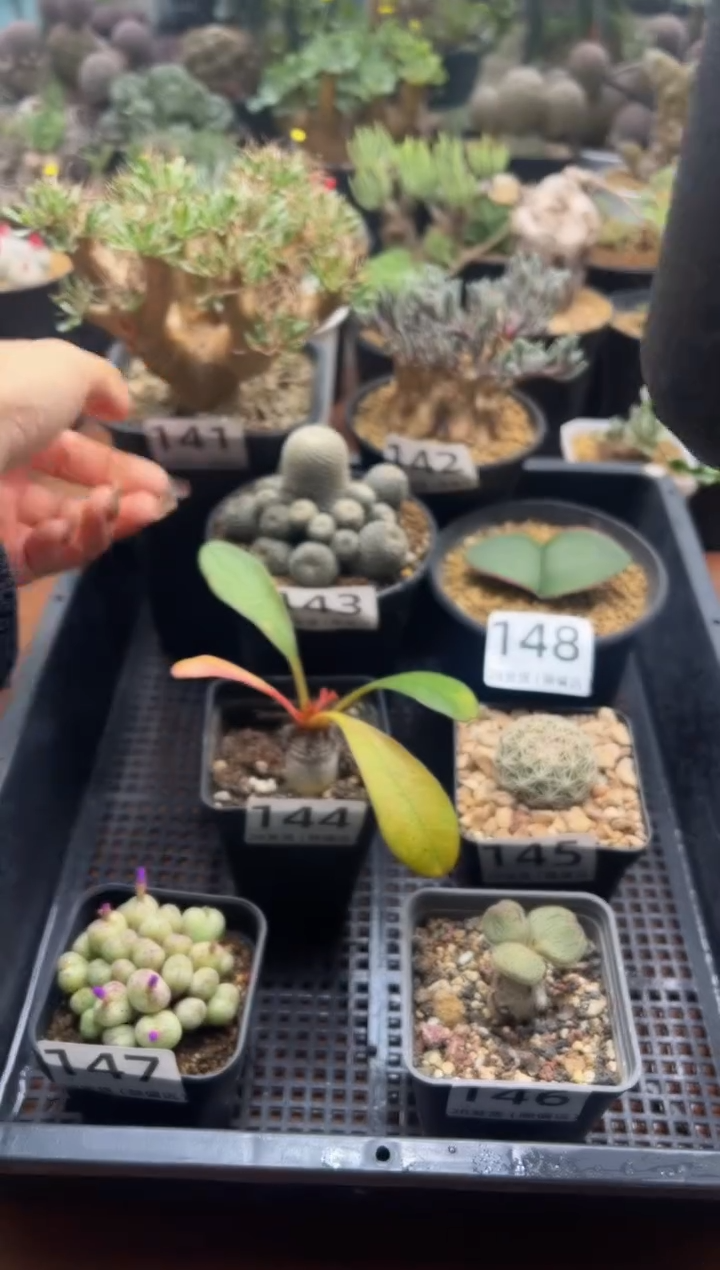 小*?小鹿专拍黑飘殿厚敦菊两颗直刺裴蕾