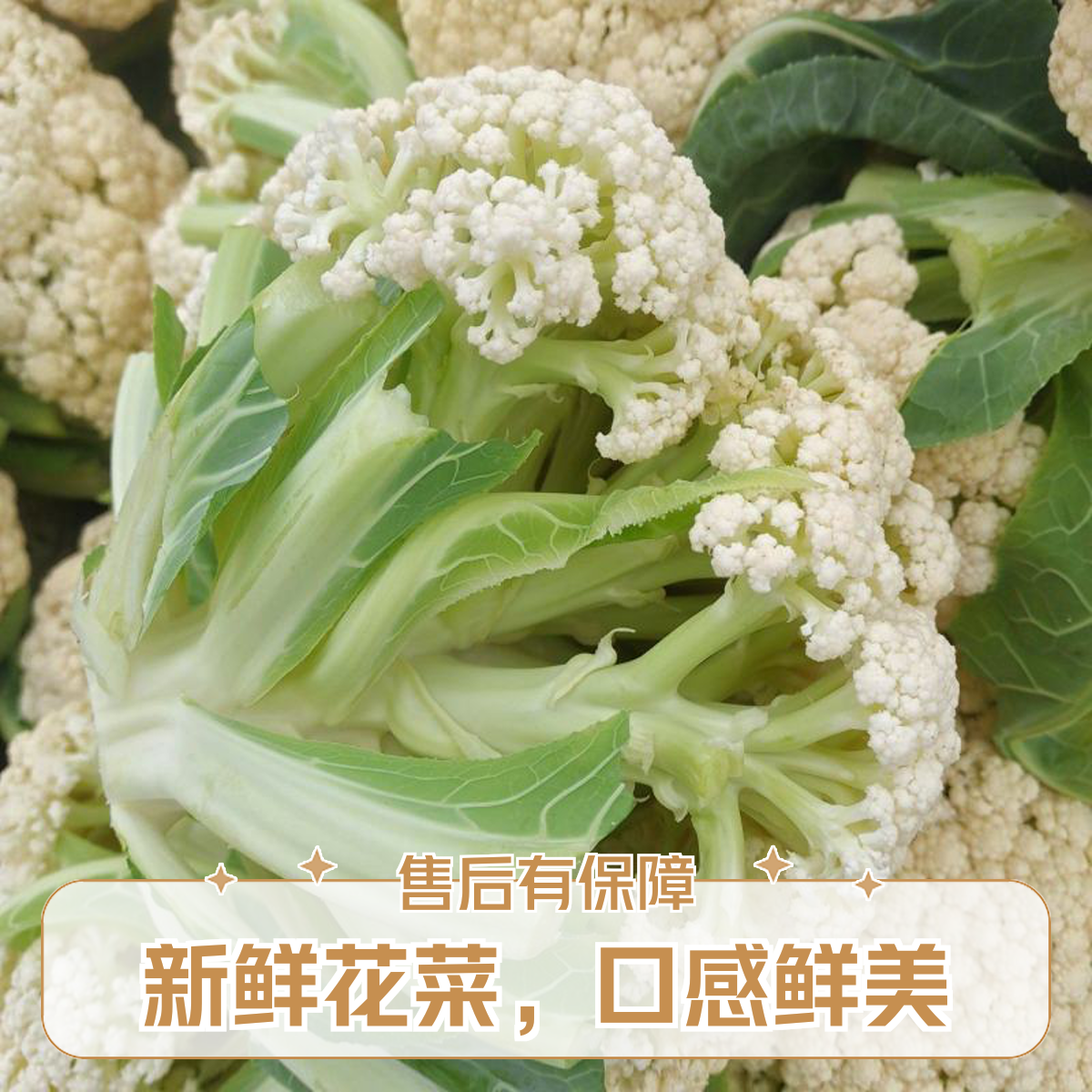 【顺丰包邮】苏北农家头茬露天有机白花菜新鲜摘新鲜发货实心花菜