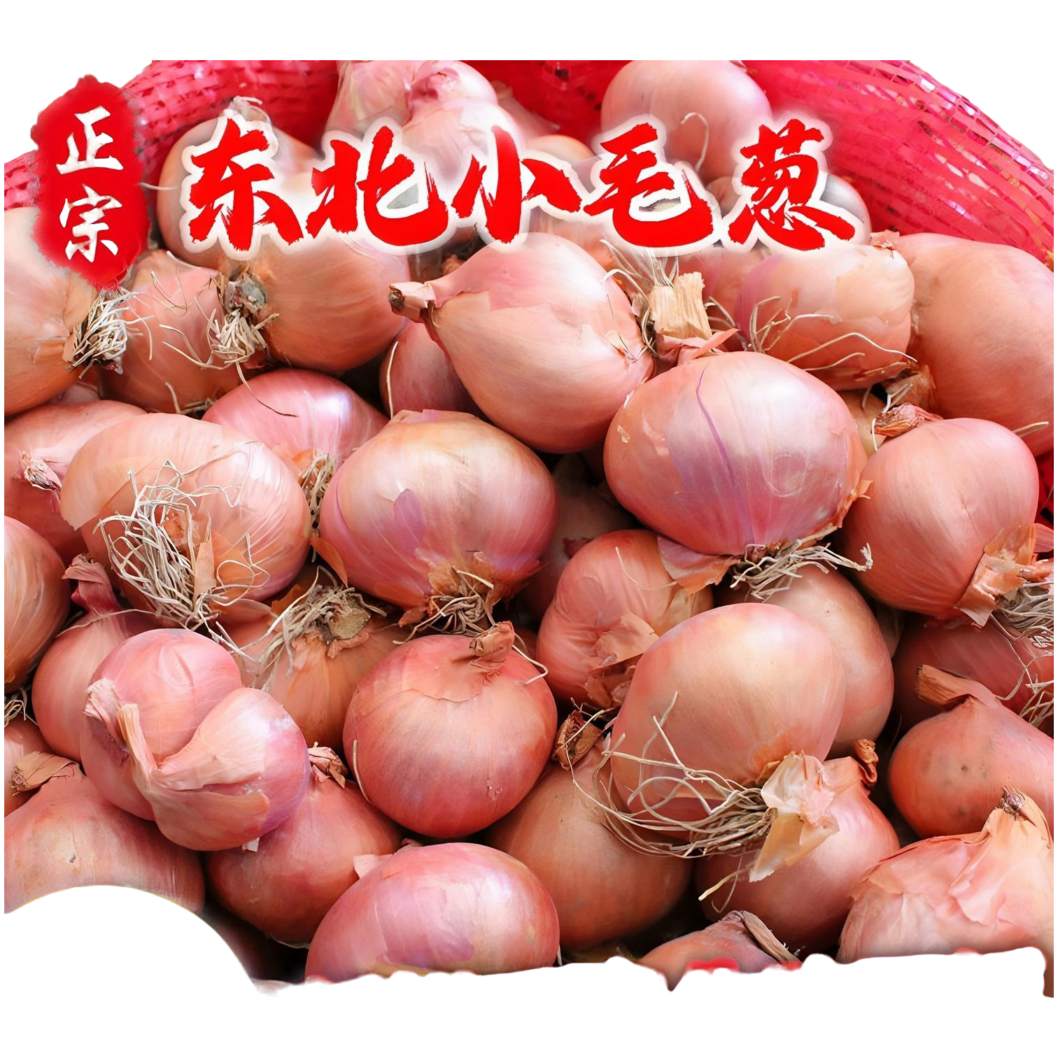 东北小园四六瓣特大个笨毛葱