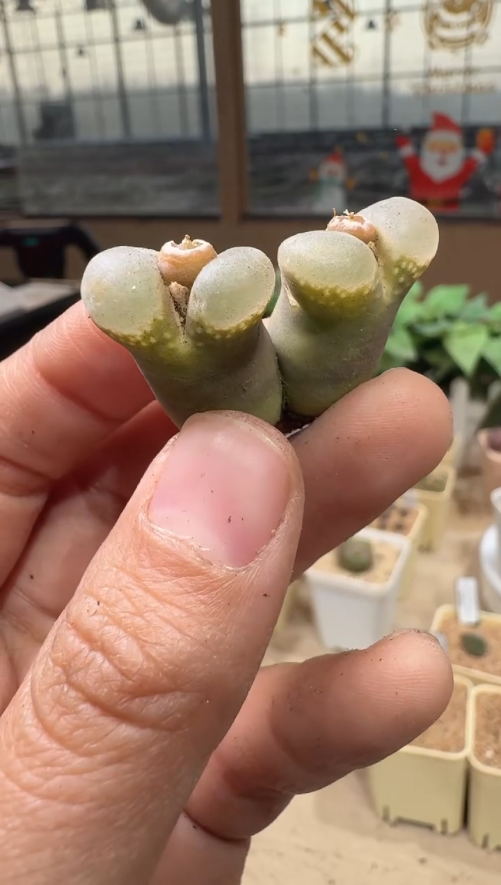 28-265多肉植物肉锥桃夭