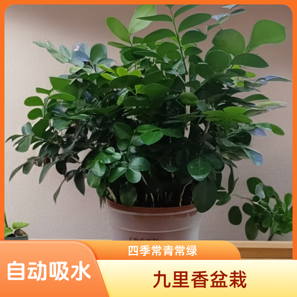 九里香盆栽办公桌室内盆景花卉客厅阳台四季常青净化空气开花绿植