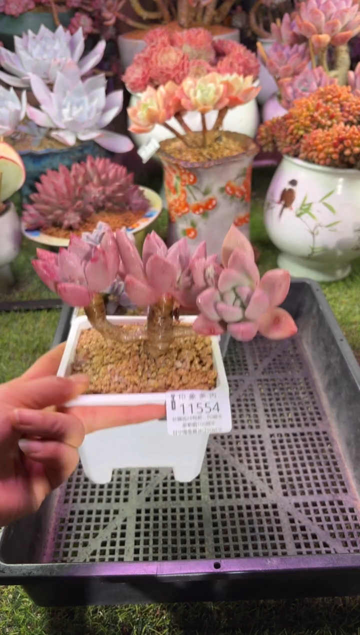 【闪购商品】11554