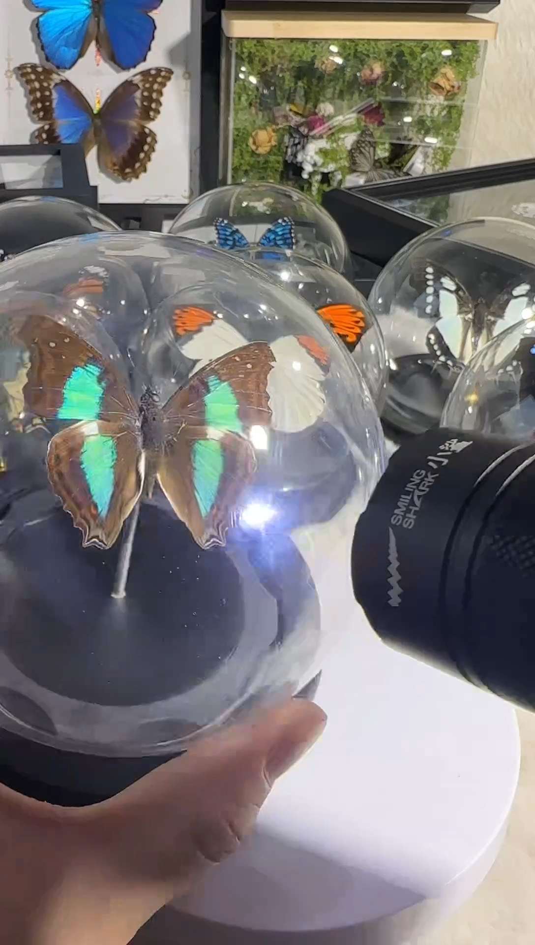 有机玻璃蓝带荣蛱蝶水晶球真实蝴蝶