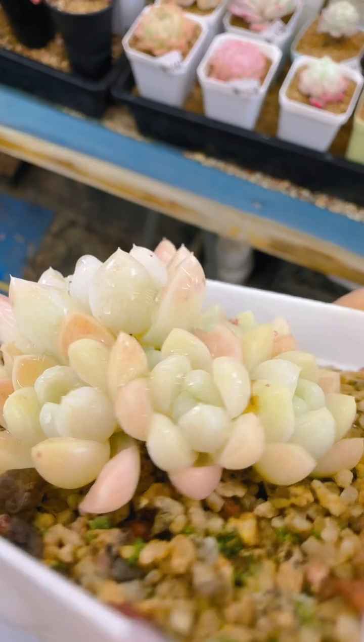 【闪购商品】福—154—仙农（阿尔卑斯）