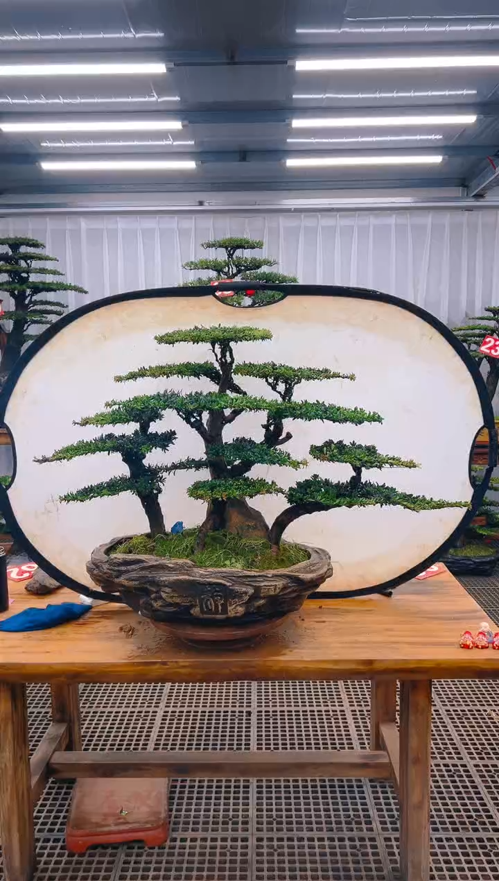 【闪购商品】紫砂精品盆景直播间一物一拍