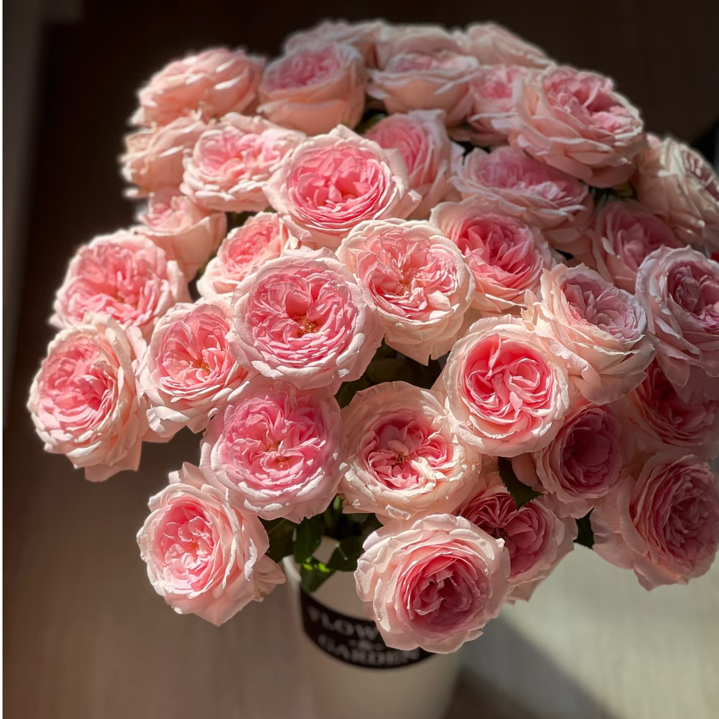 新娘梅拉多头玫瑰-家养鲜花-云南基地直发-任意两单包邮