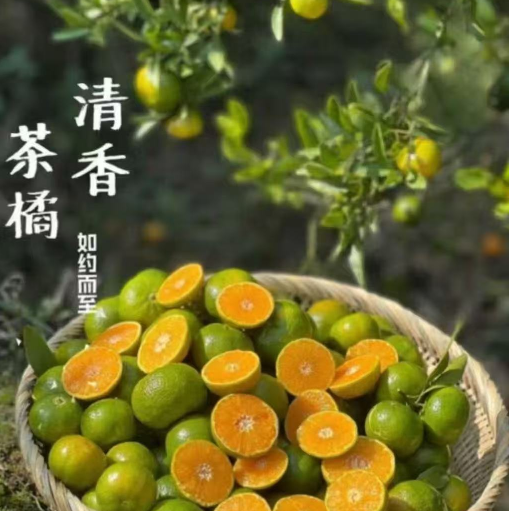 【达吾水果】同城次日达清香茶橘毛重5斤装