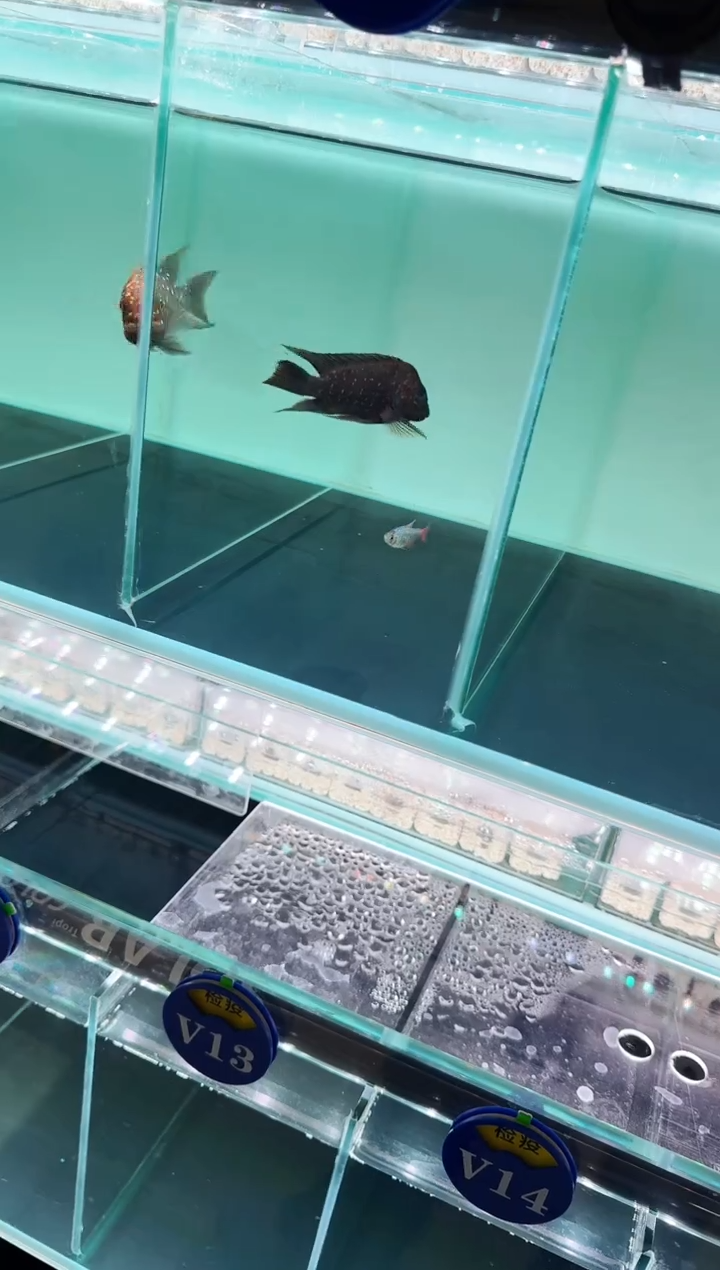 慈鲷鱼黑珍珠龙王9-10cm一条