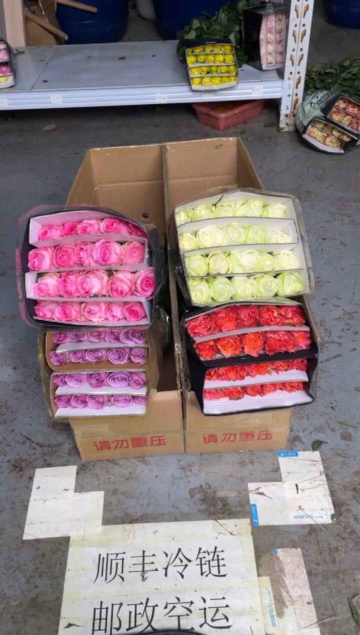 单头玫瑰40枝（任意2个品种）