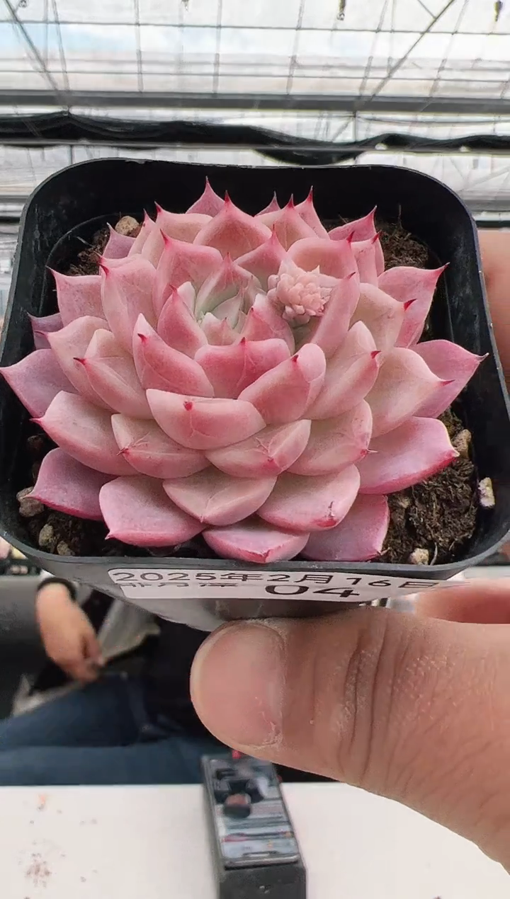 【闪购商品】绯月潭-4