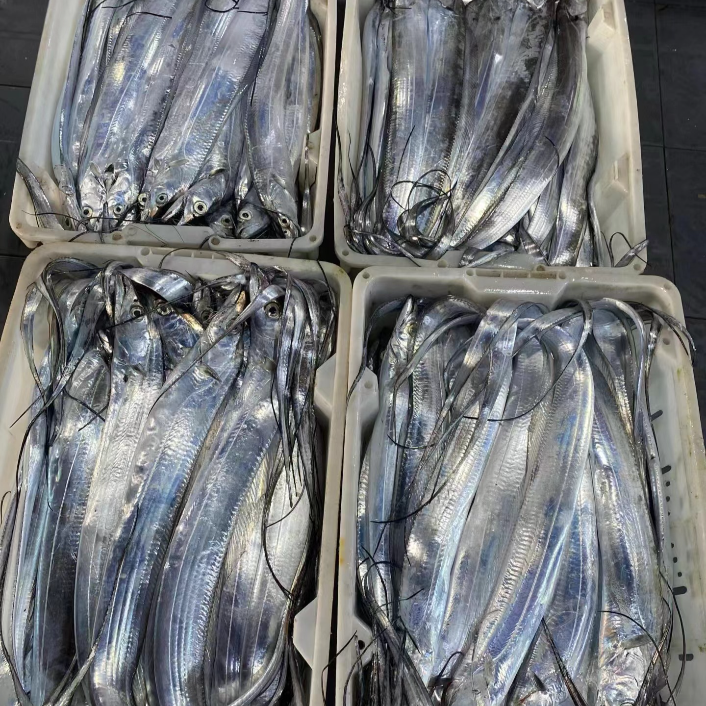 「大号」青岛油带鱼 刀鱼 5-6两/条 4斤7-8条鱼 3指宽 无破肚无冰衣