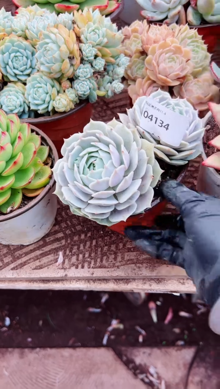 L*多肉植物一物一拍04134