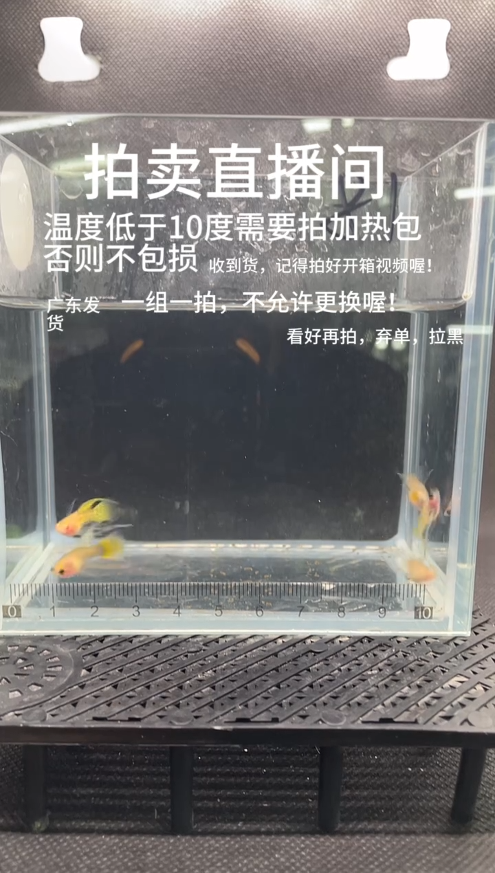 孔雀鱼长公  五条  编号  81