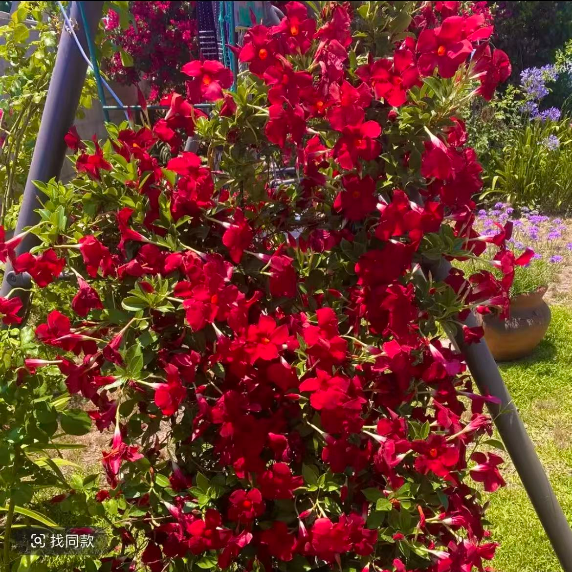 【红色飘香藤盆花】易爆花-爬藤植物-庭院花墙美观好养活