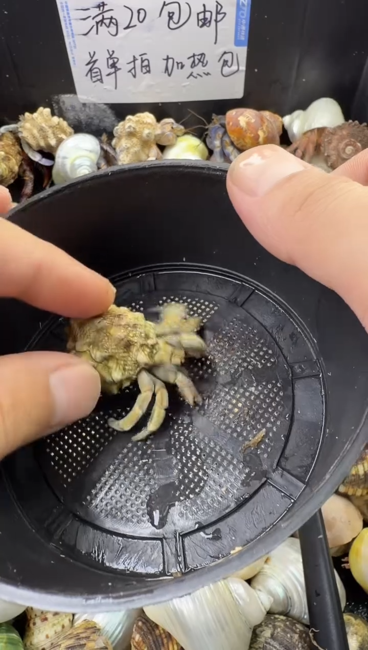 1.6口磨尖紫陆豆一只