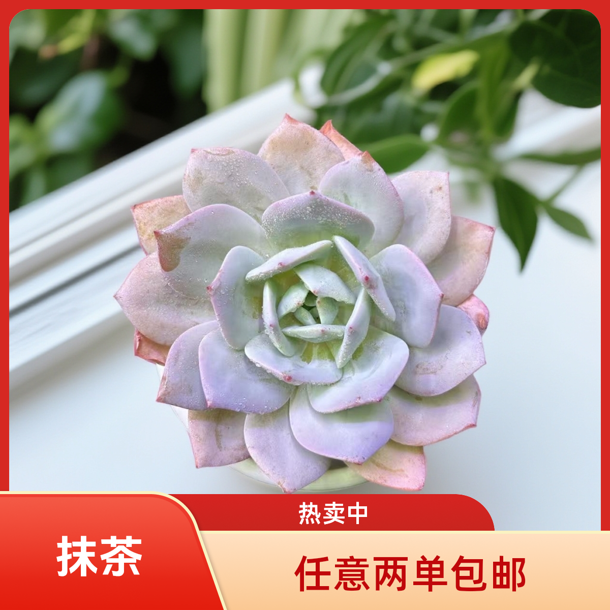 单头控养抹茶 脱土发 老品种好养（任意两单包邮）