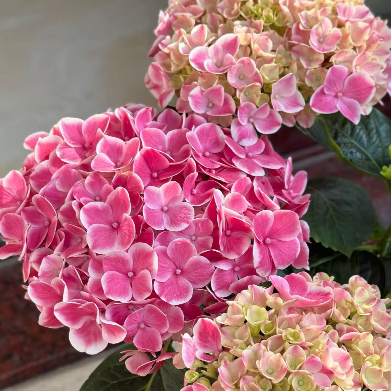 夹心软糖绣球花少量品类
