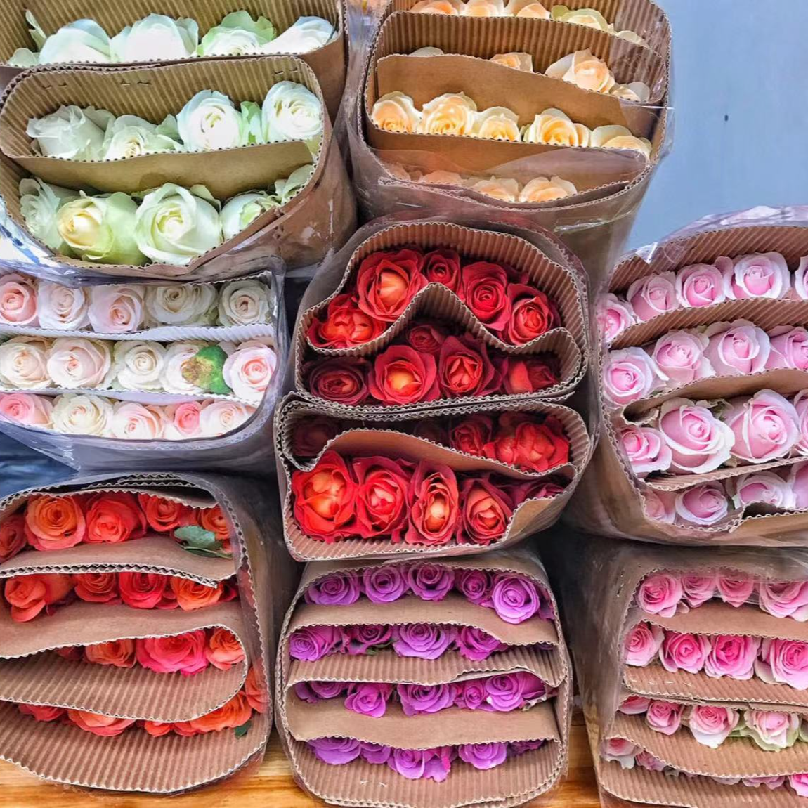 【小短腿福利】40-45cm之内 除了腿短啥毛病没有 介意勿拍 北方玫瑰